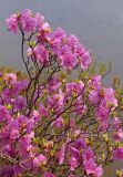Rhododendron mucronulatum. Верхушка цветущего растения. Южное Приморье, Чёрные горы, заповедник \"Кедровая падь\", хр. Гаккелевский. 24.04.2008.