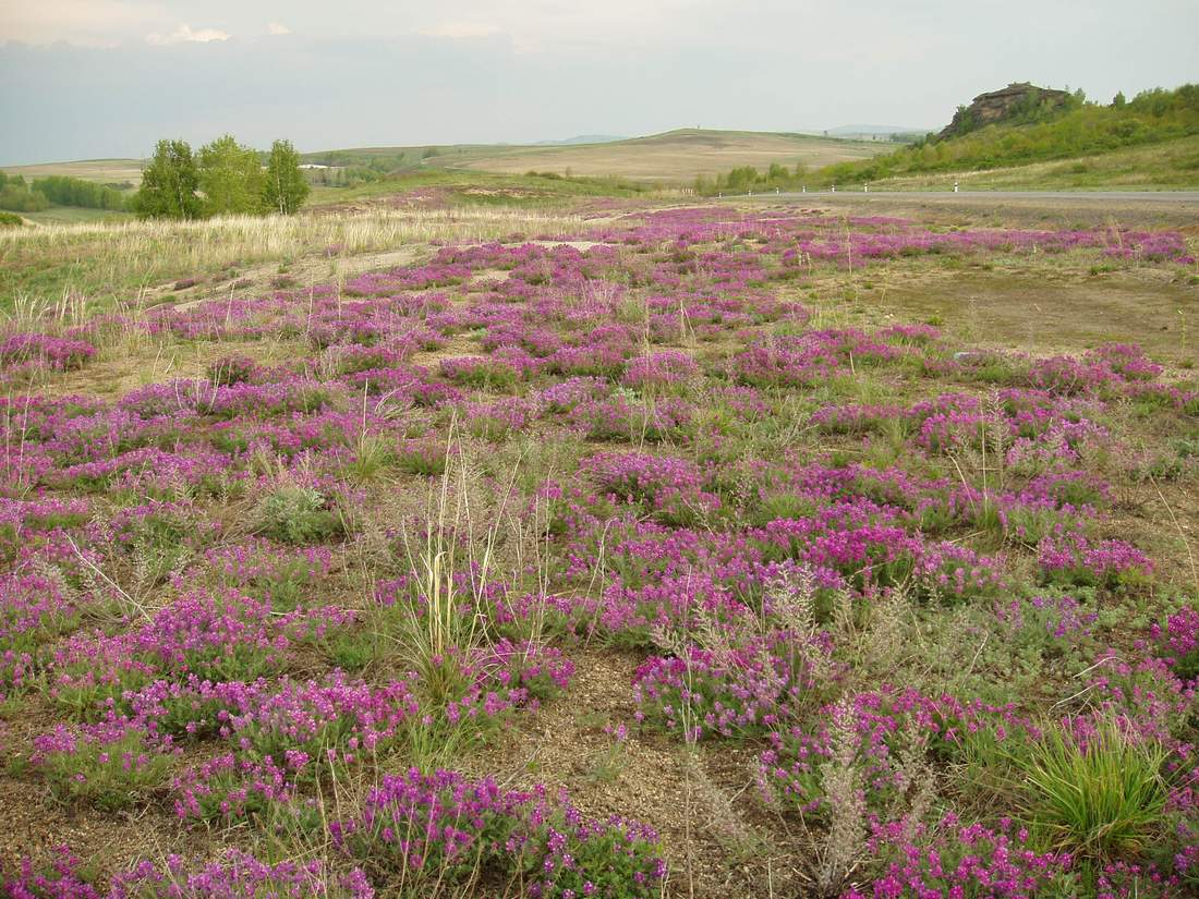 Image of Oxytropis floribunda specimen.