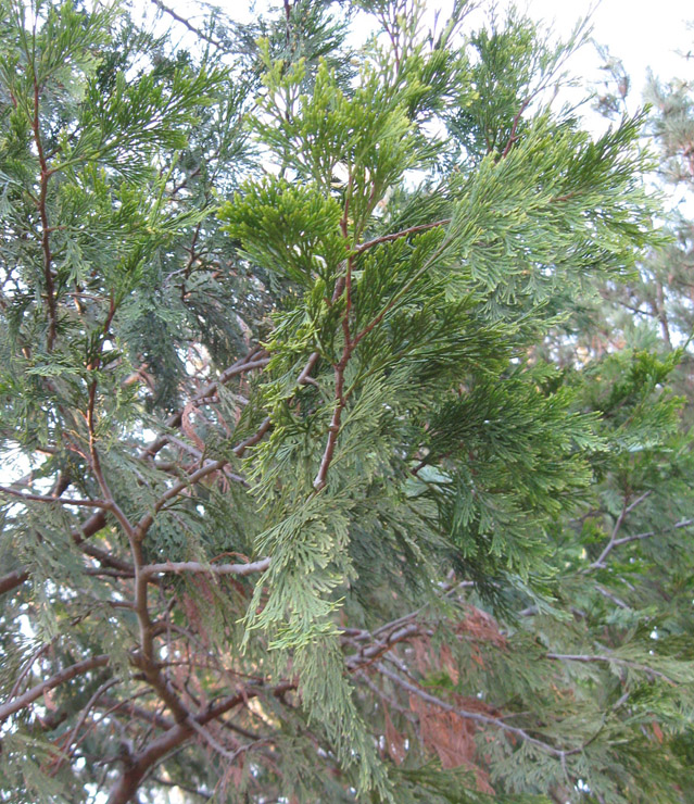 Image of Calocedrus decurrens specimen.