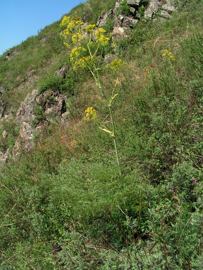 Изображение особи Ferula songarica.