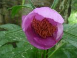 Paeonia anomala