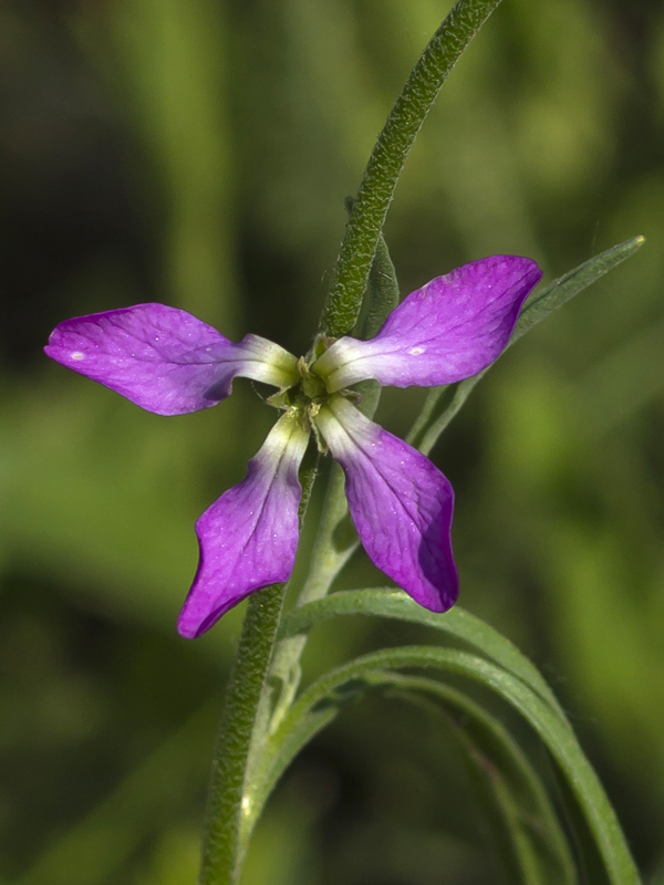 Image of Matthiola bicornis specimen.