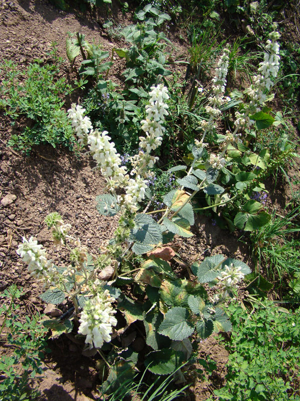 Image of Phlomoides cordifolia specimen.