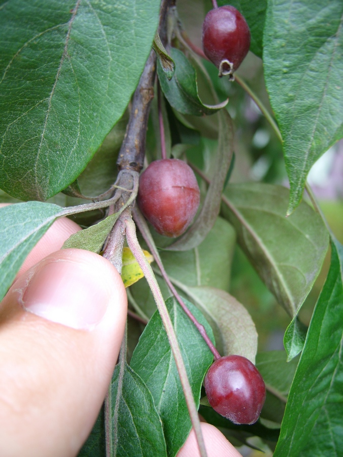 Image of genus Malus specimen.