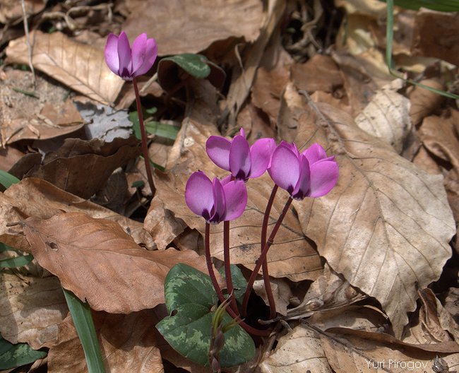 Image of Cyclamen coum specimen.