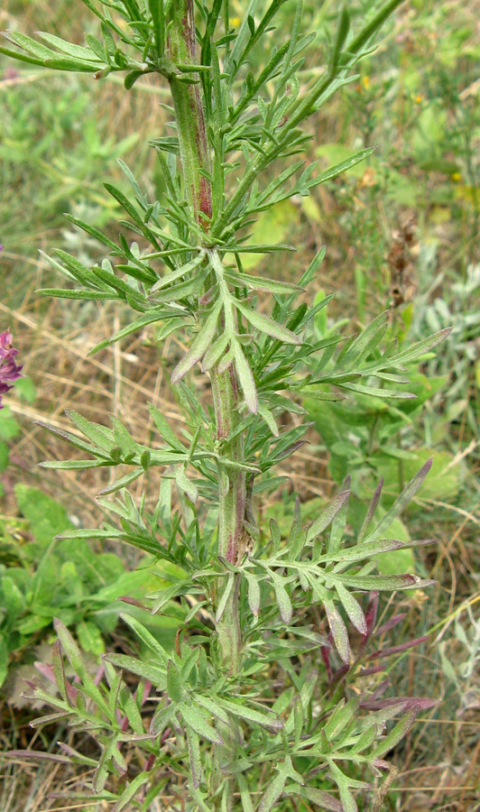 Изображение особи Centaurea stoebe.