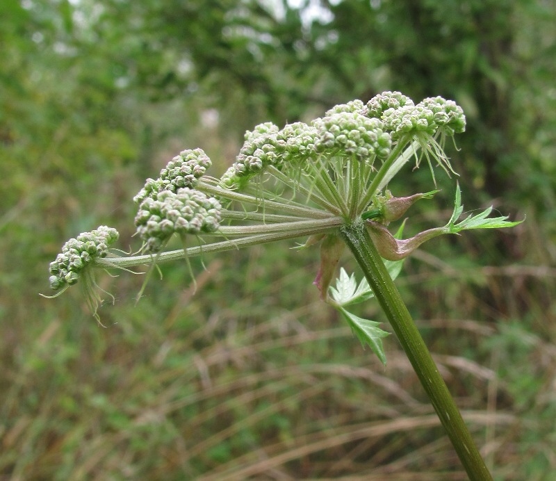 Изображение особи Angelica sylvestris.