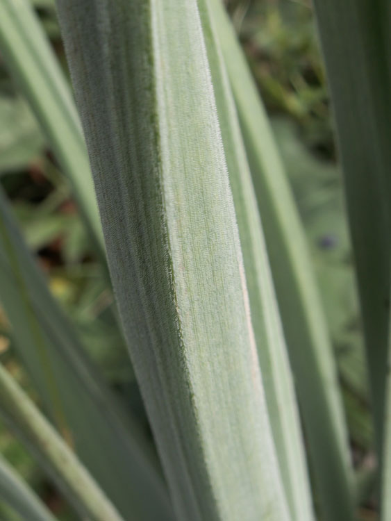 Image of Eremurus comosus specimen.