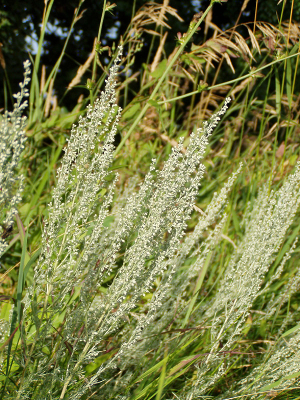 Image of Artemisia austriaca specimen.