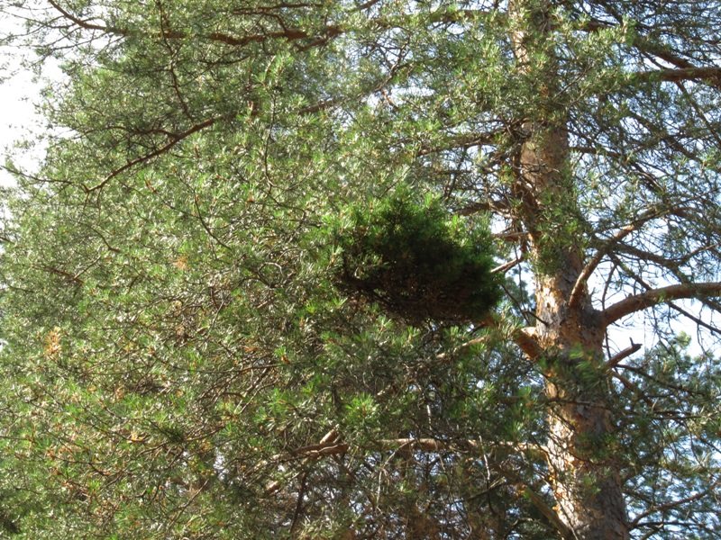 Image of Pinus sylvestris specimen.