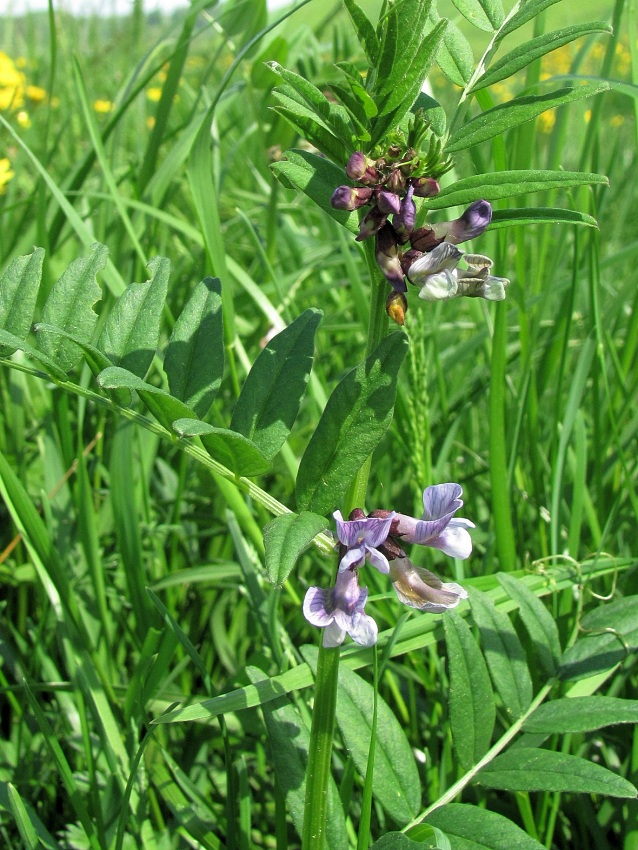 Image of Vicia sepium specimen.