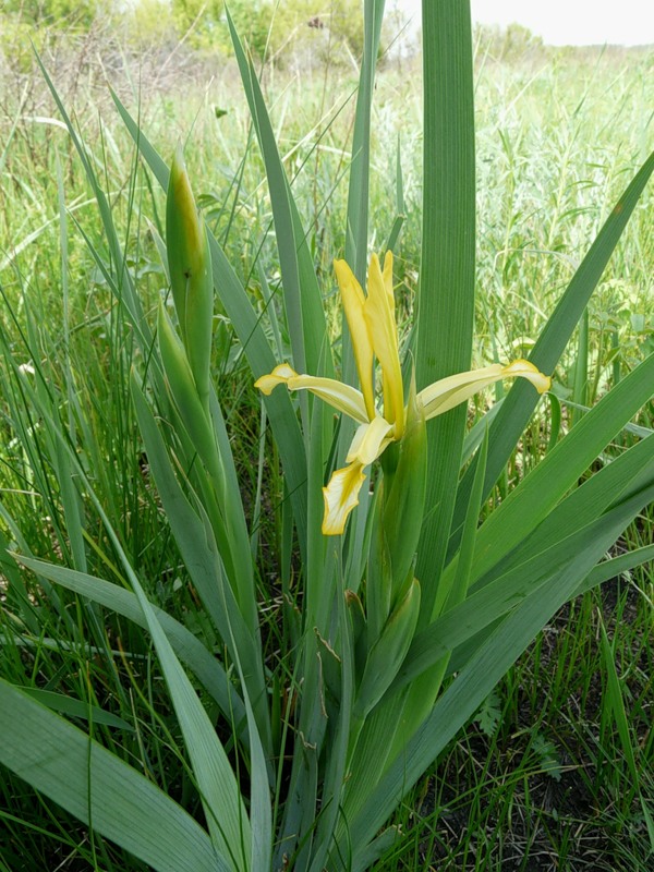 Image of Iris halophila specimen.