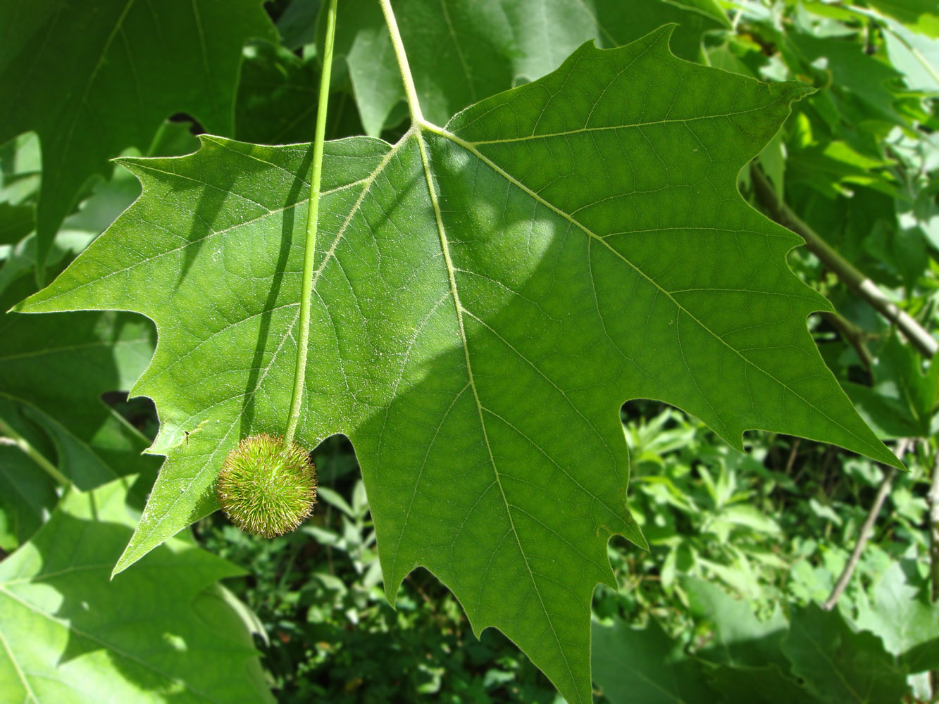 Image of Platanus &times; acerifolia specimen.