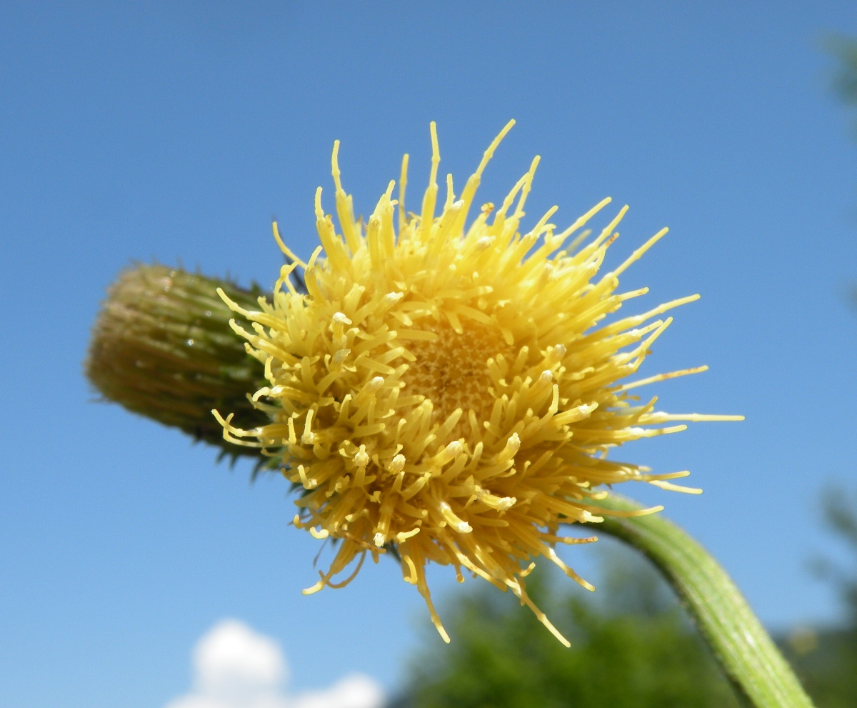 Image of Cirsium erisithales specimen.