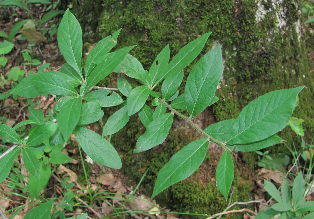 Image of Mespilus germanica specimen.