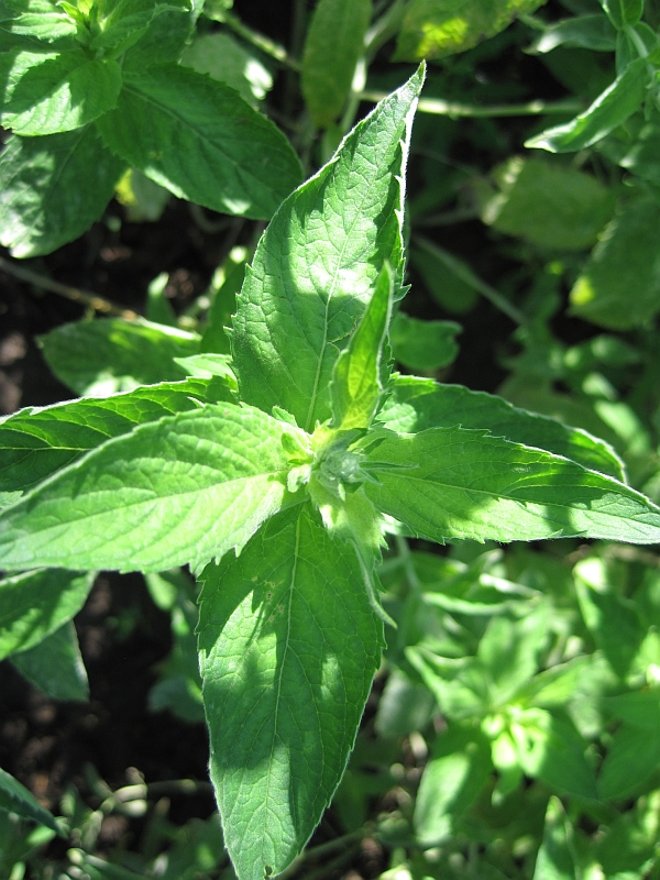 Image of Mentha longifolia specimen.