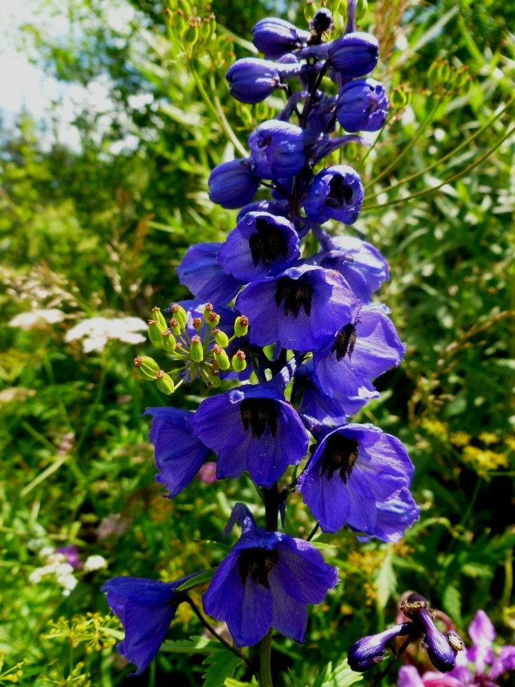 Image of Delphinium flexuosum specimen.