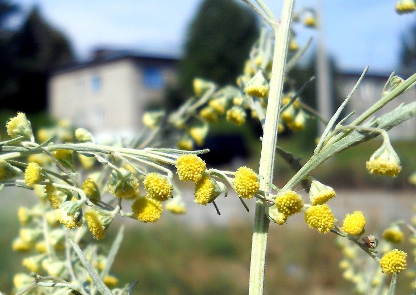 Image of Artemisia absinthium specimen.