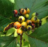 Sorbus caucasica