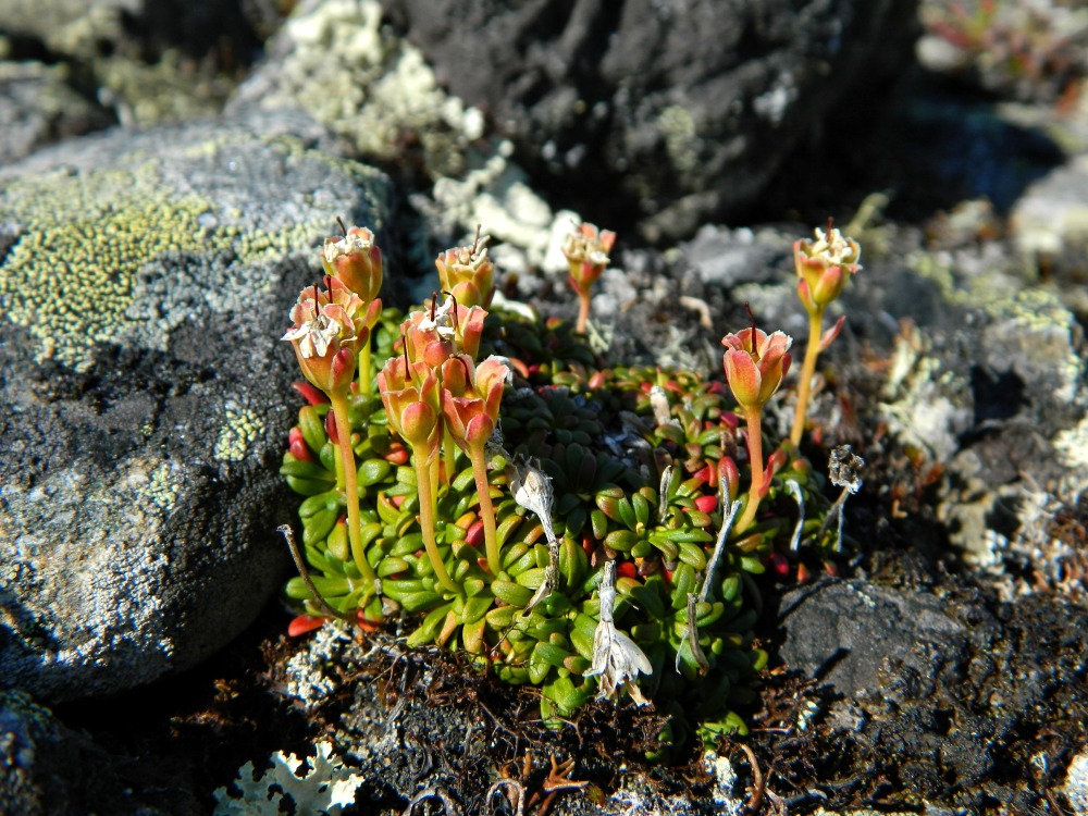 Изображение особи Diapensia lapponica.