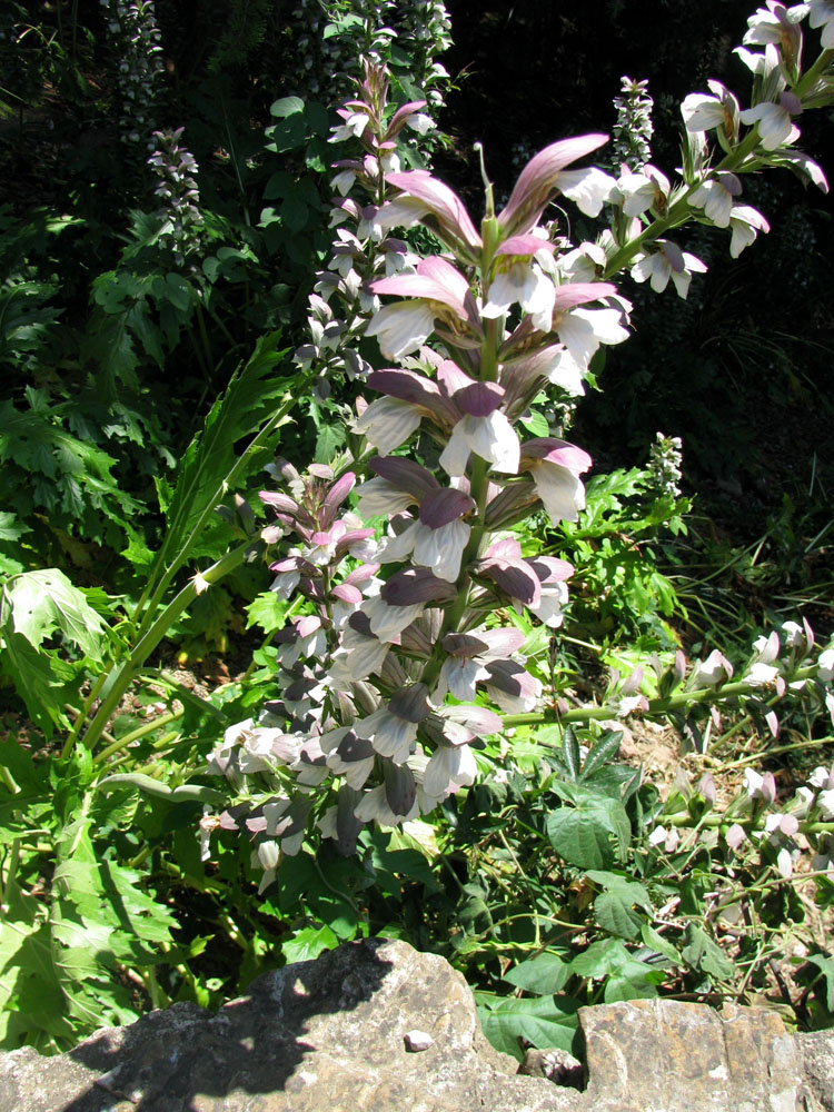 Изображение особи Acanthus mollis.