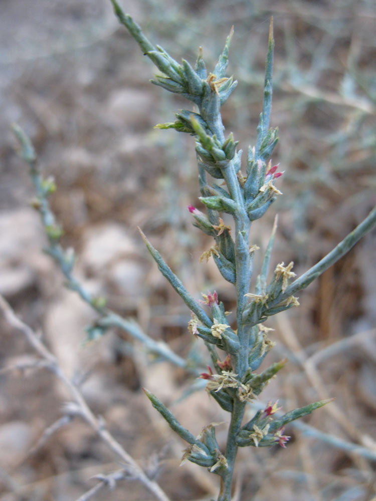 Image of Noaea mucronata specimen.