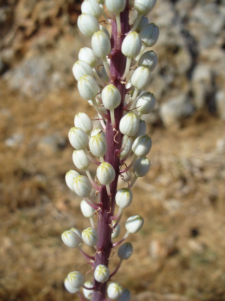 Image of Drimia numidica specimen.