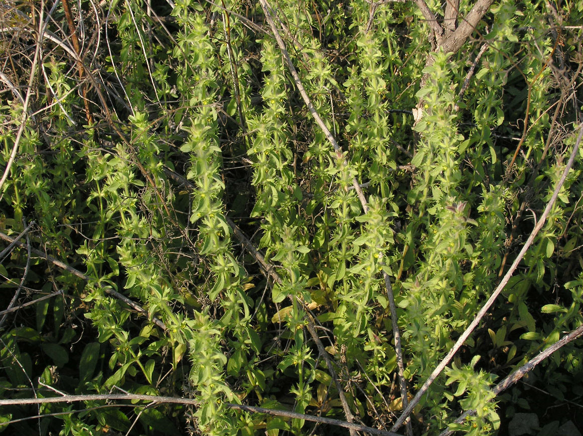 Image of Sideritis montana specimen.