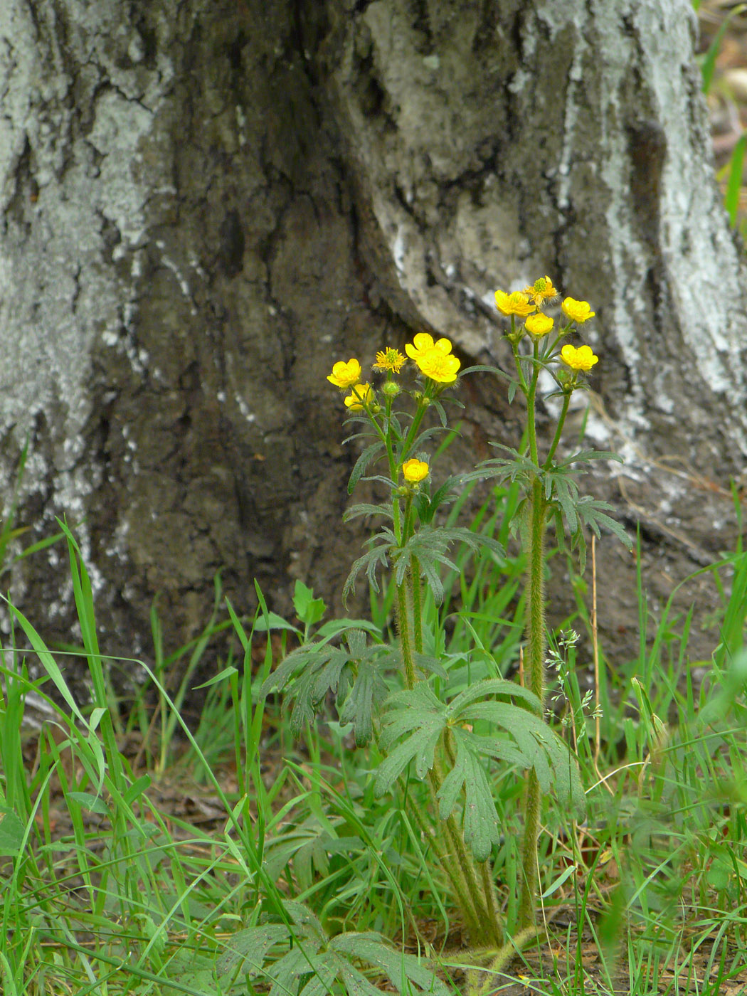 Image of Ranunculus polyanthemos specimen.