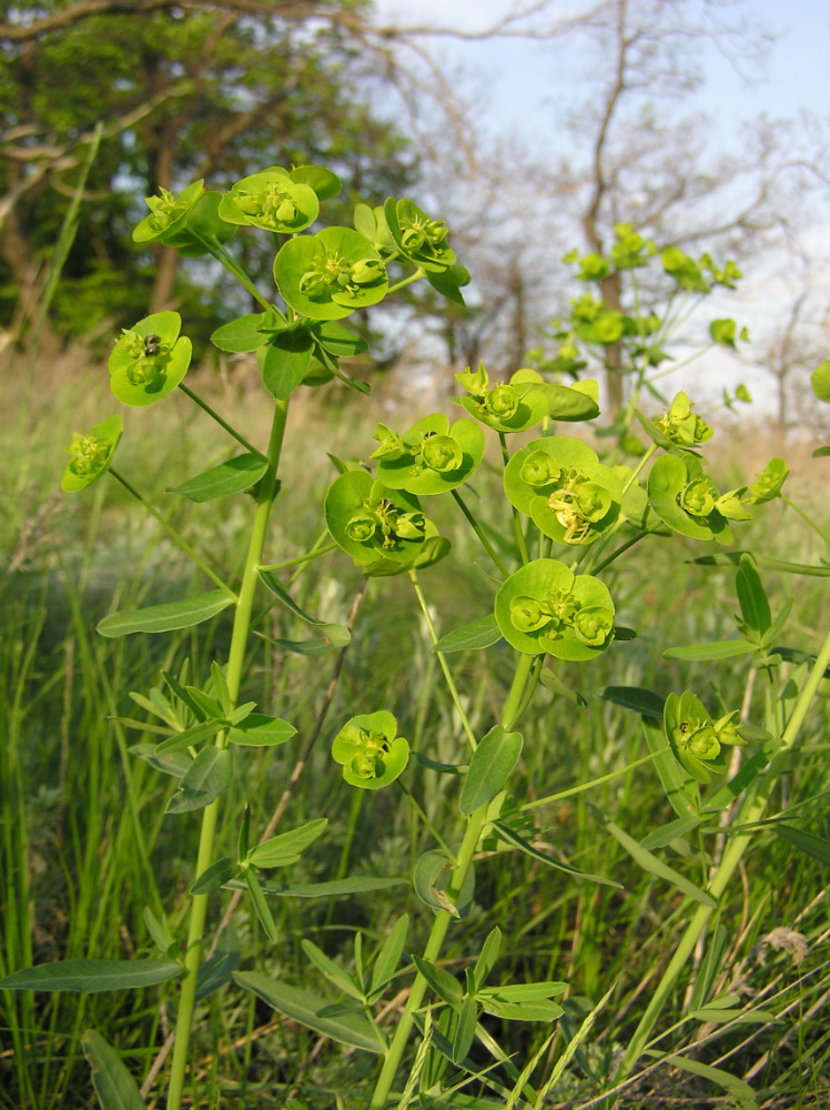 Image of genus Euphorbia specimen.