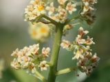 Cotinus coggygria