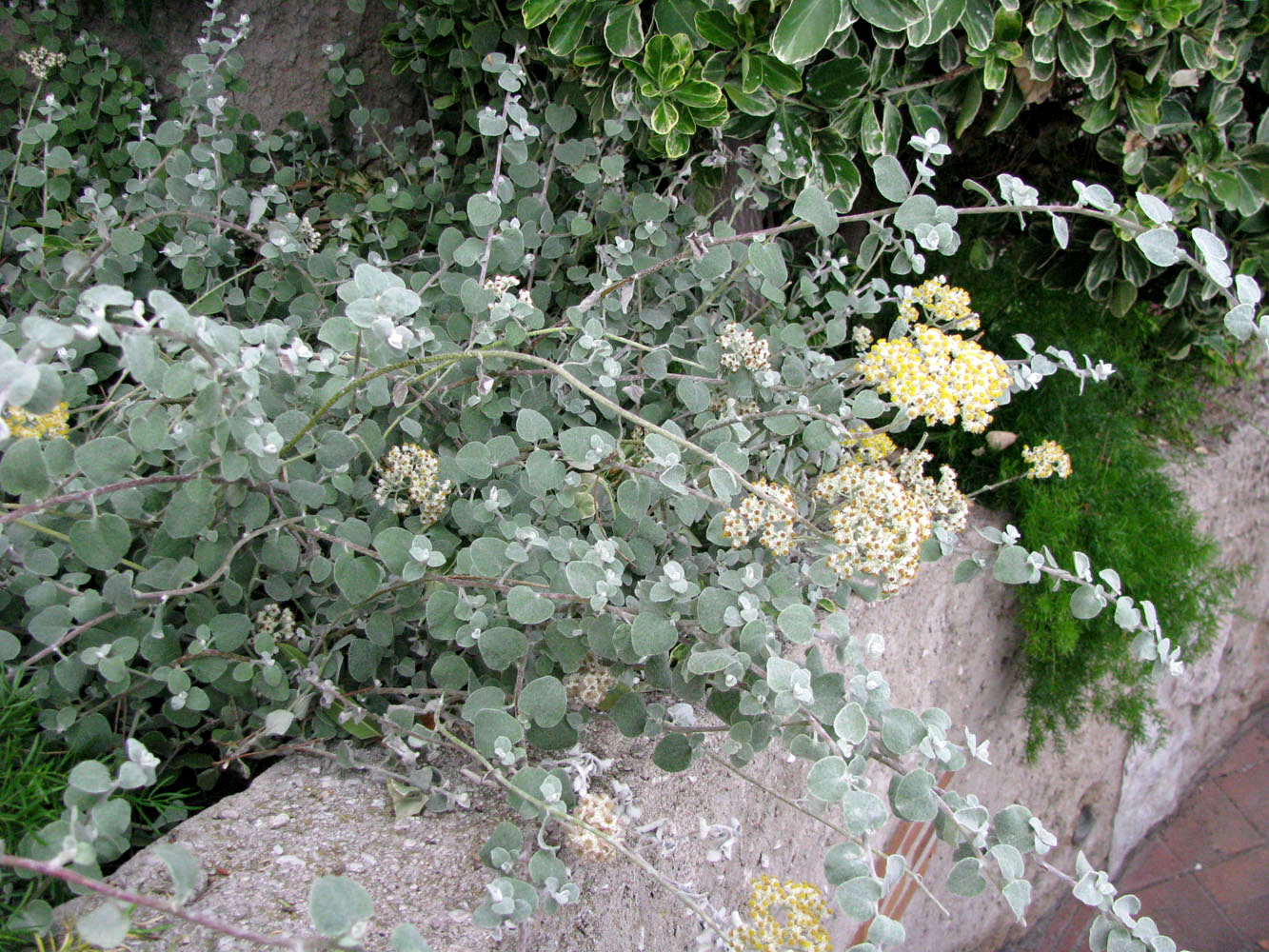 Image of Helichrysum petiolare specimen.