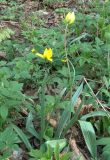 Tulipa biebersteiniana