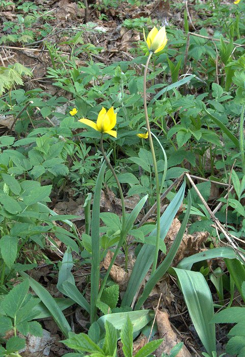 Изображение особи Tulipa biebersteiniana.