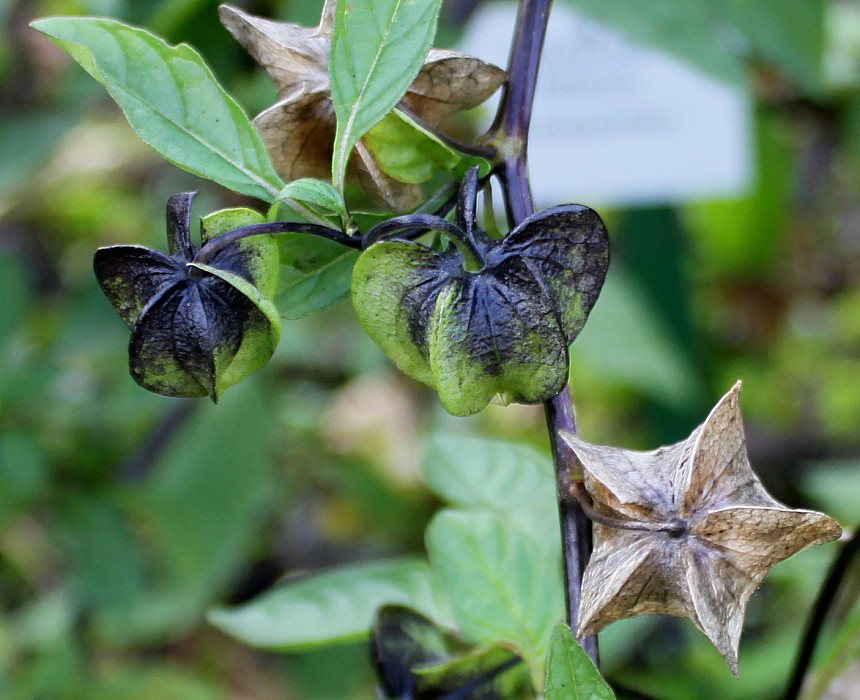 Изображение особи Nicandra physalodes.