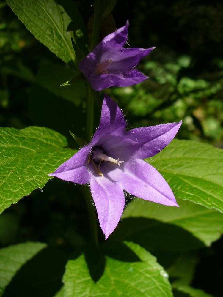 Image of Campanula latifolia specimen.