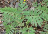 Potentilla semiglabra