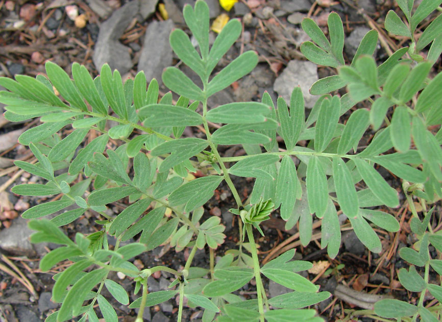 Image of Potentilla semiglabra specimen.