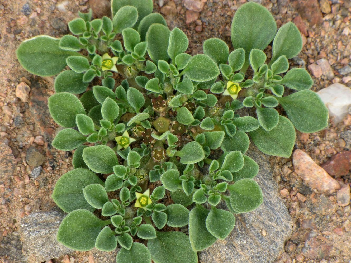 Image of Aizoon canariense specimen.