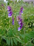 Vicia villosa