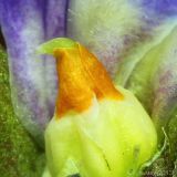 Viola × vindobonensis. Пестик. Ростовская обл., г. Таганрог. 07.04.2013.