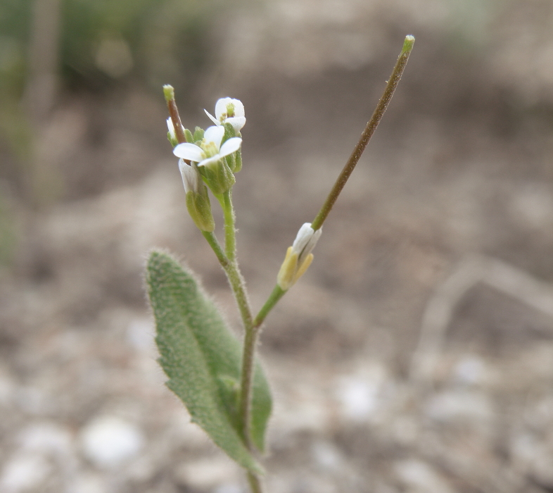 Изображение особи Arabis auriculata.