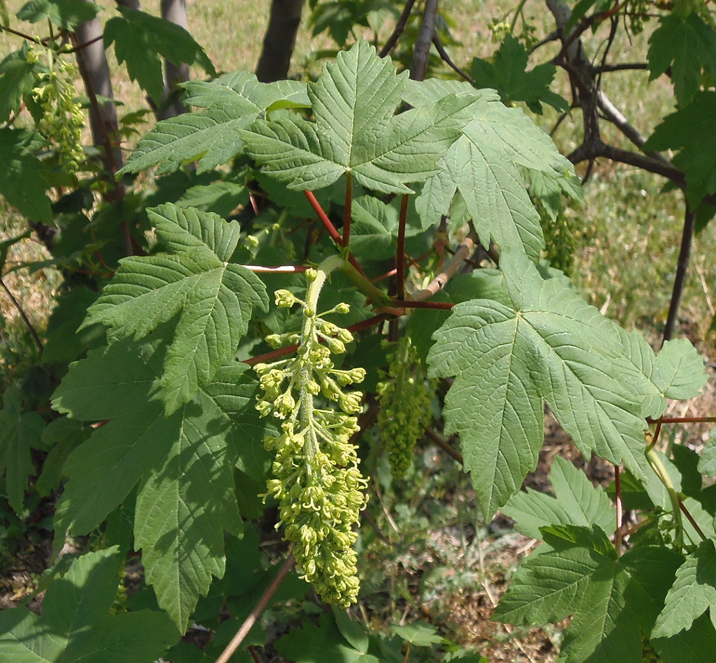 Image of Acer pseudoplatanus specimen.