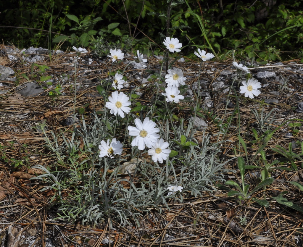 Image of Achillea ageratifolia specimen.