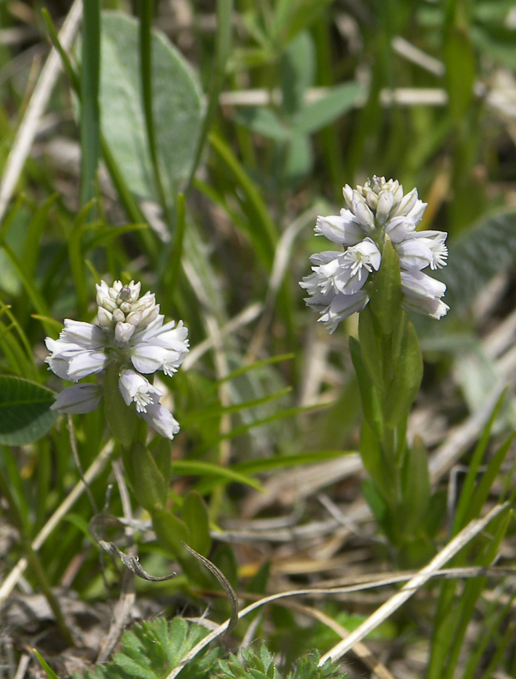 Image of Polygala alpicola specimen.