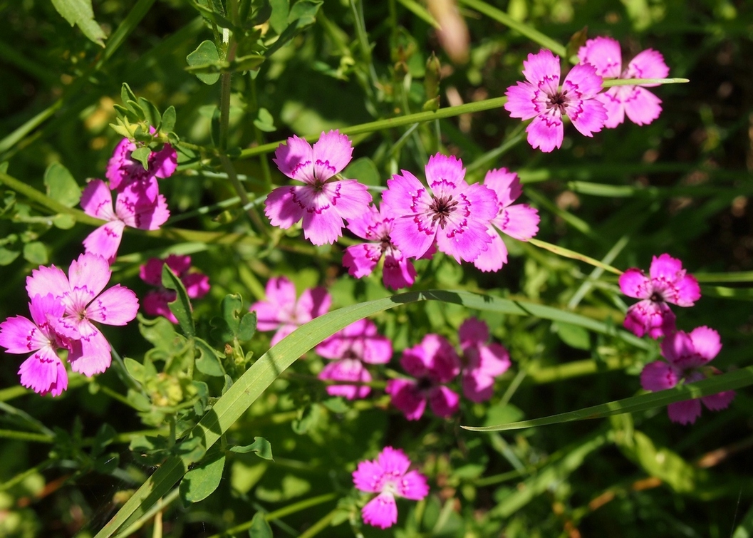 Image of Dianthus deltoides specimen.