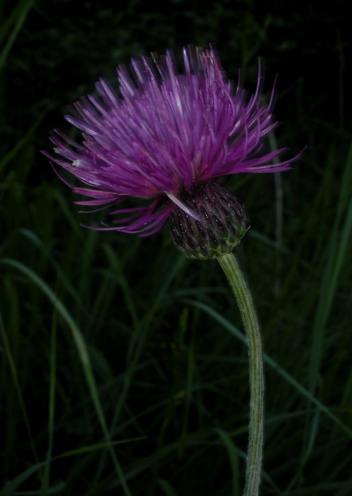 Изображение особи Cirsium pannonicum.