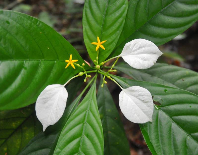 Image of Mussaenda frondosa specimen.