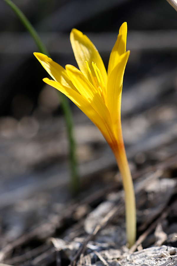 Image of Colchicum luteum specimen.