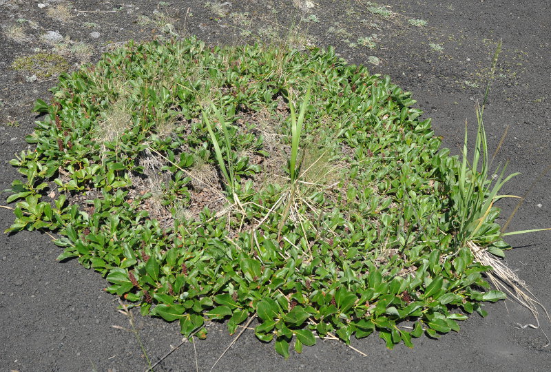 Image of genus Salix specimen.